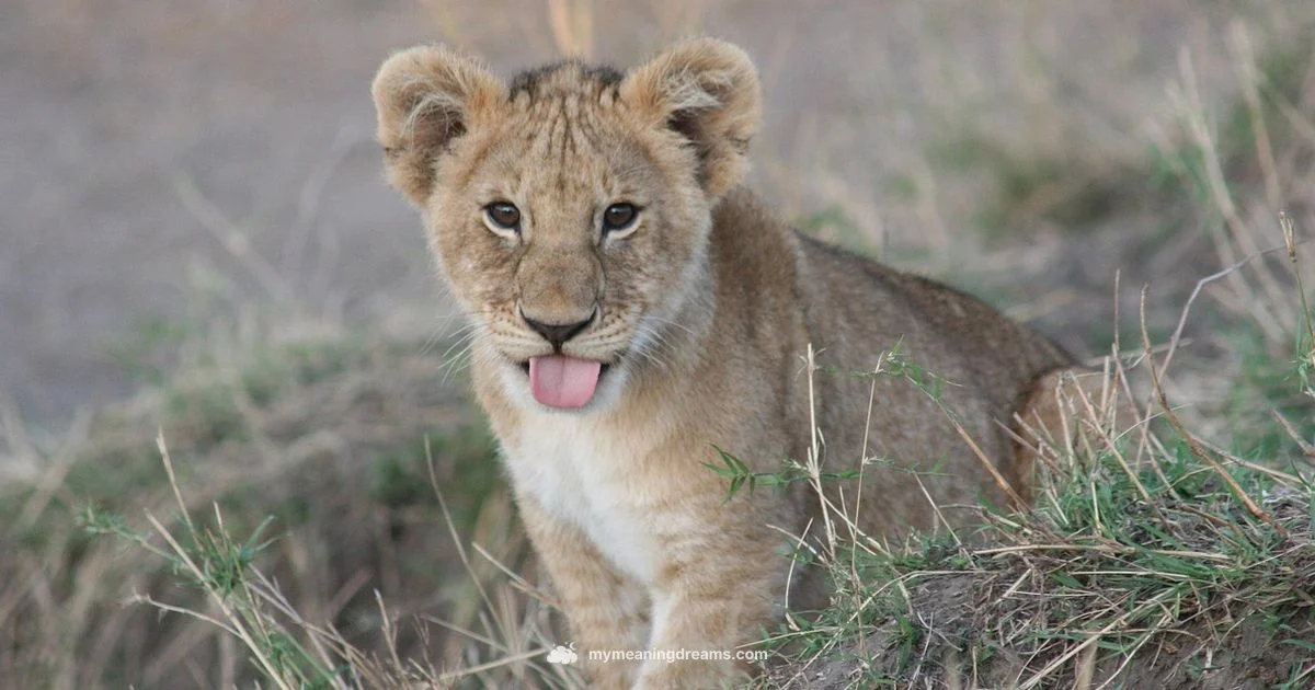 Lion Chase Dream - Meaning of My Dreams