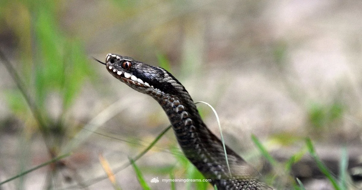 Snake Bite Dream - Meaning of My Dreams