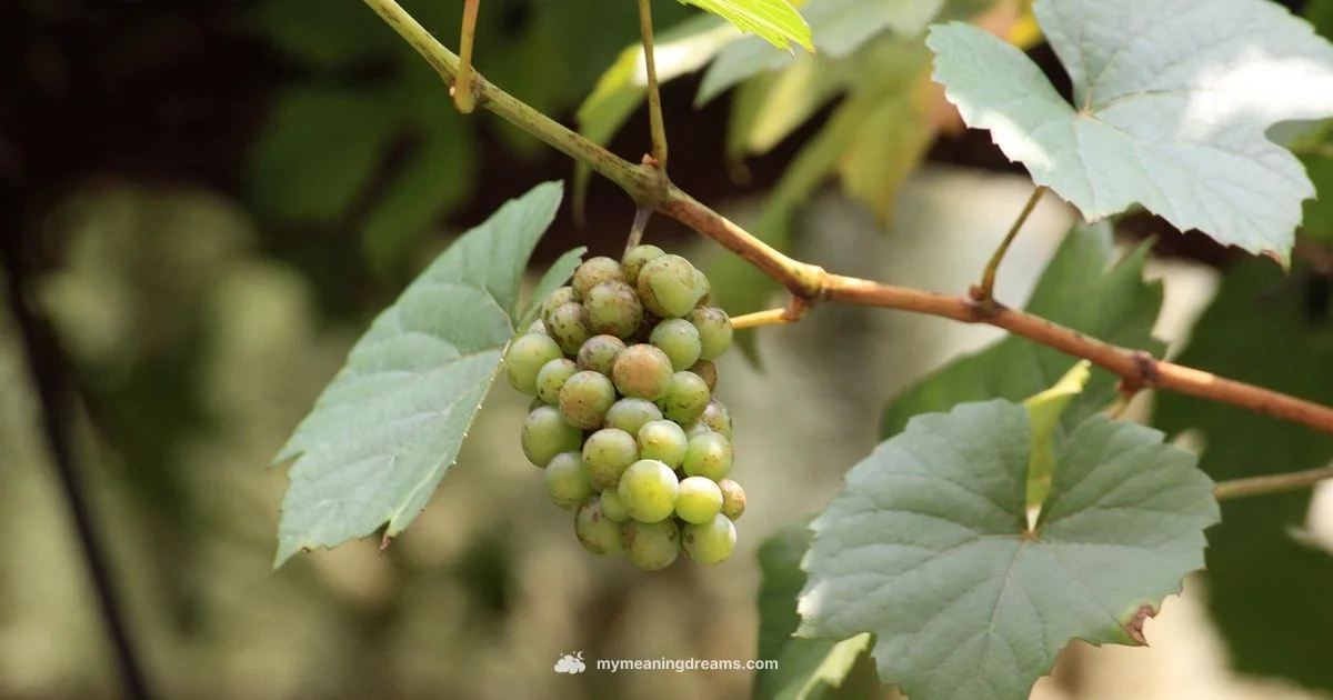 Grapes Dream Meaning - Meaning of My Dreams