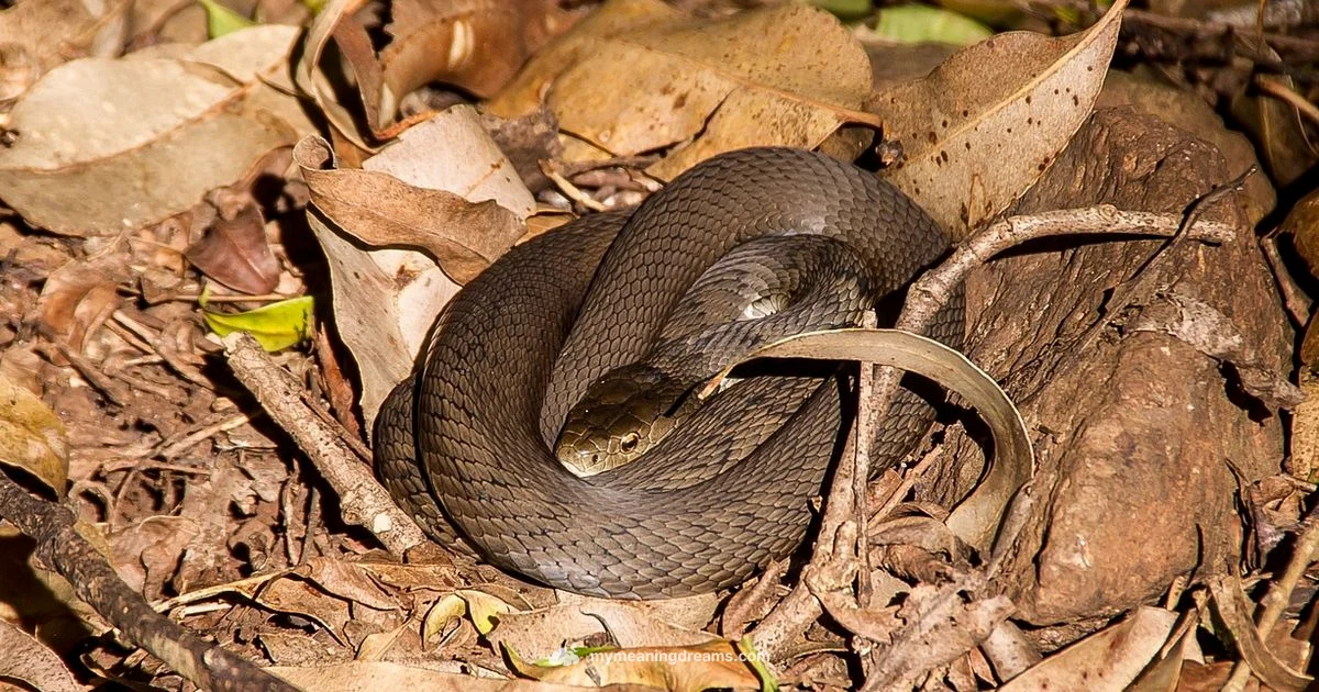 Yellow Snake Meaning - Meaning of My Dreams