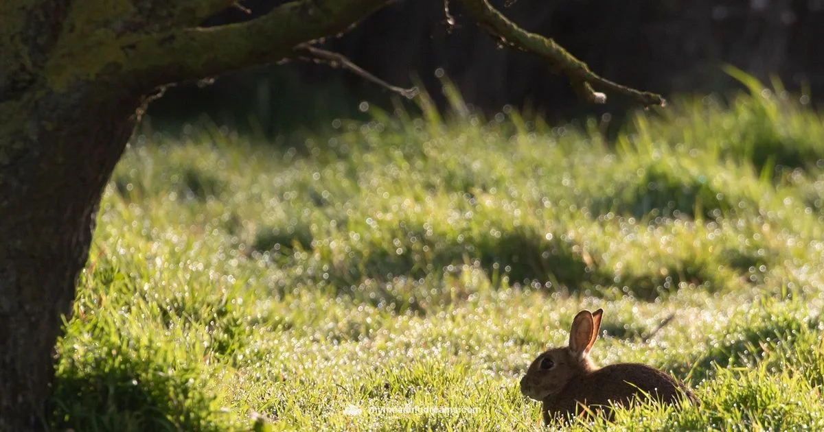 Shadow Rabbit - Meaning of My Dreams