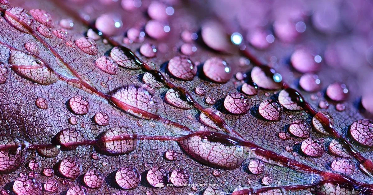 Vivid Dreams - Meaning of My Dreams