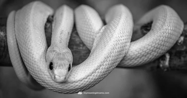 Black Snake Meaning - Meaning of My Dreams