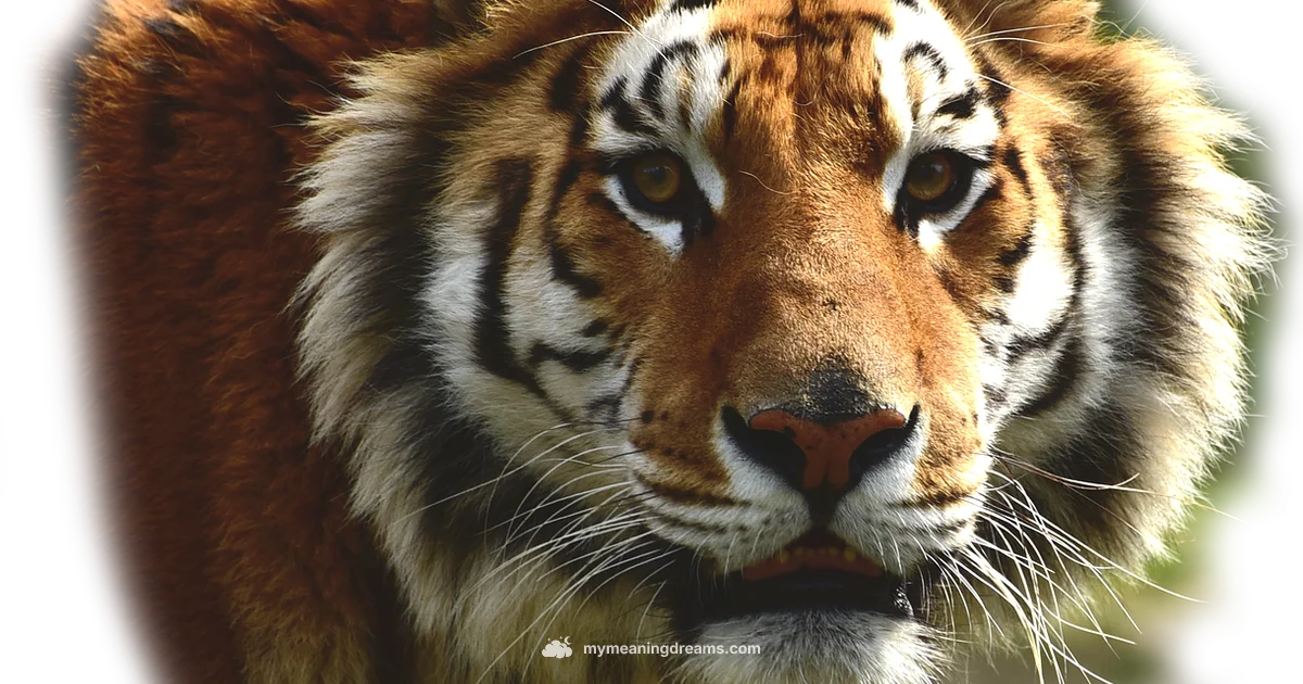 Dream Meaning Bengali Dream Meaning Bengali - Meaning of My Dreams