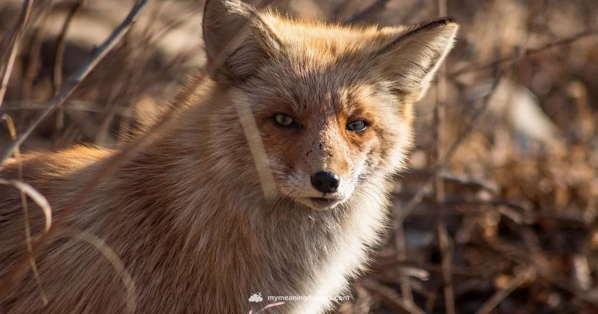 Wild Animal Dreams - Meaning of My Dreams