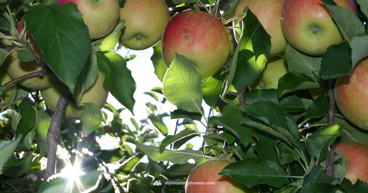 Fruit Dream Harvest - Meaning of My Dreams