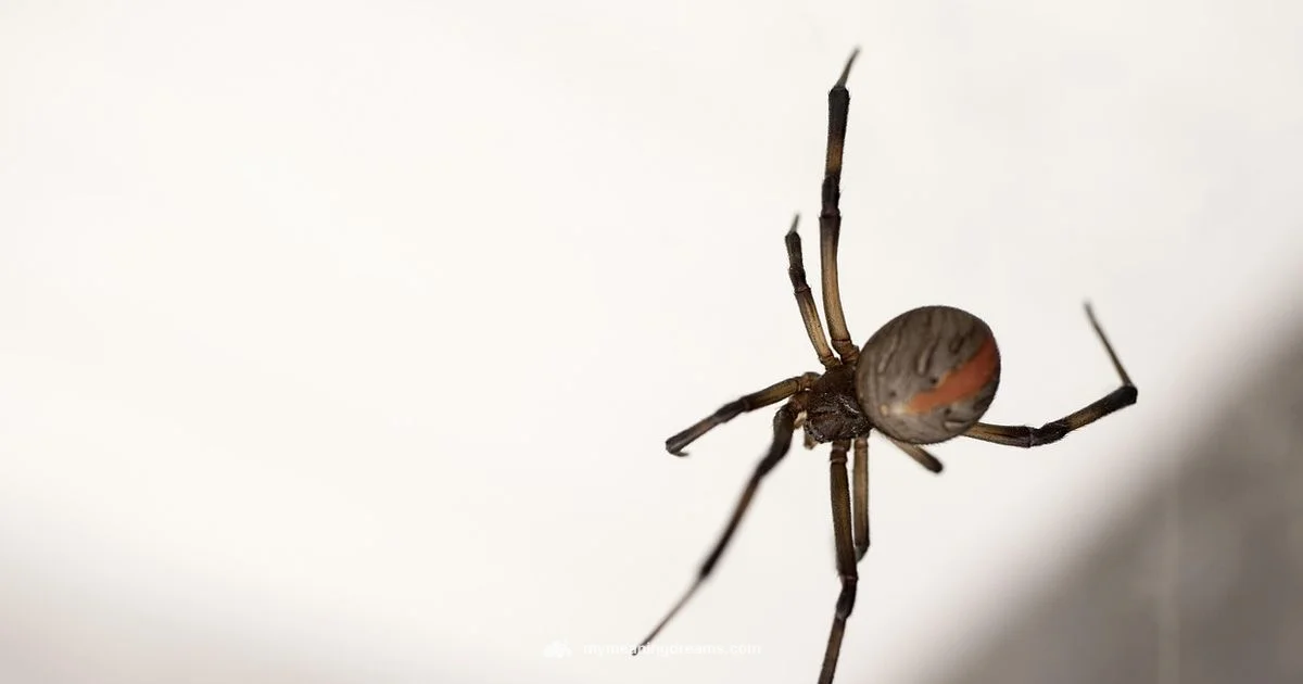 Widow Spider Symbol - Meaning of My Dreams