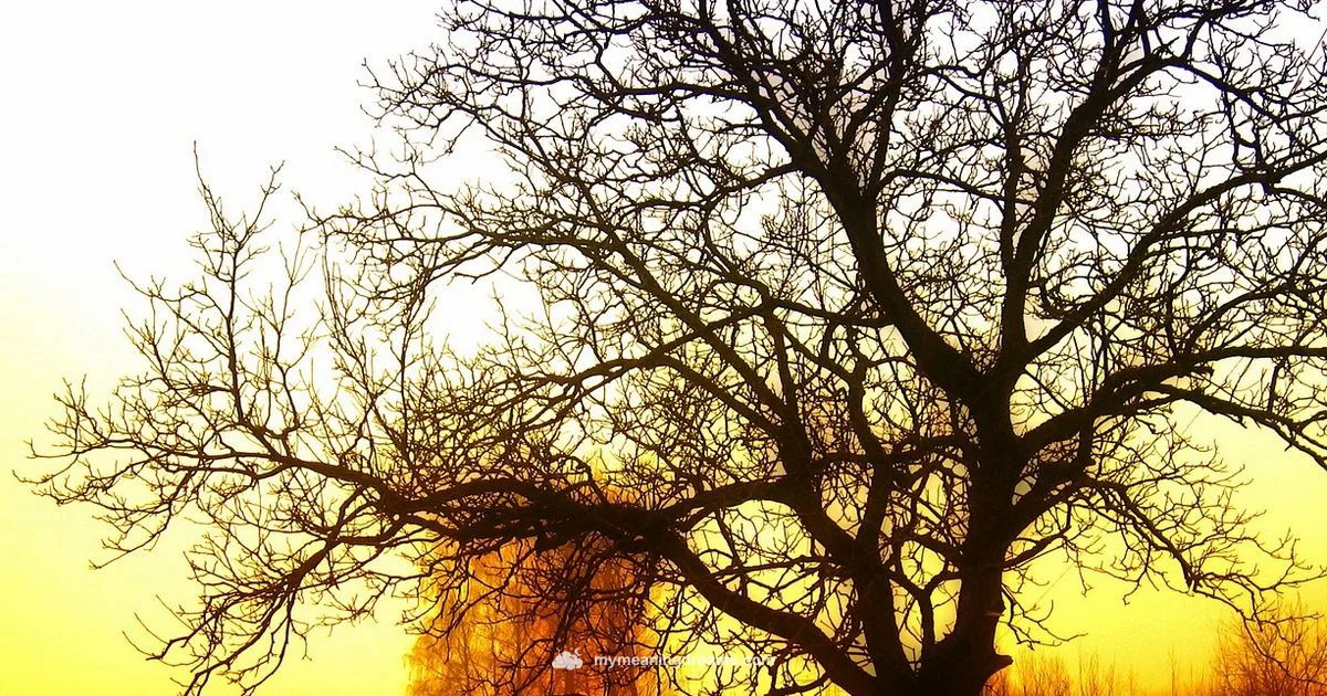 Orange Dream Meaning - Meaning of My Dreams