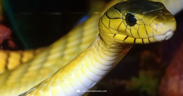 Snake Dream Meaning - Meaning of My Dreams