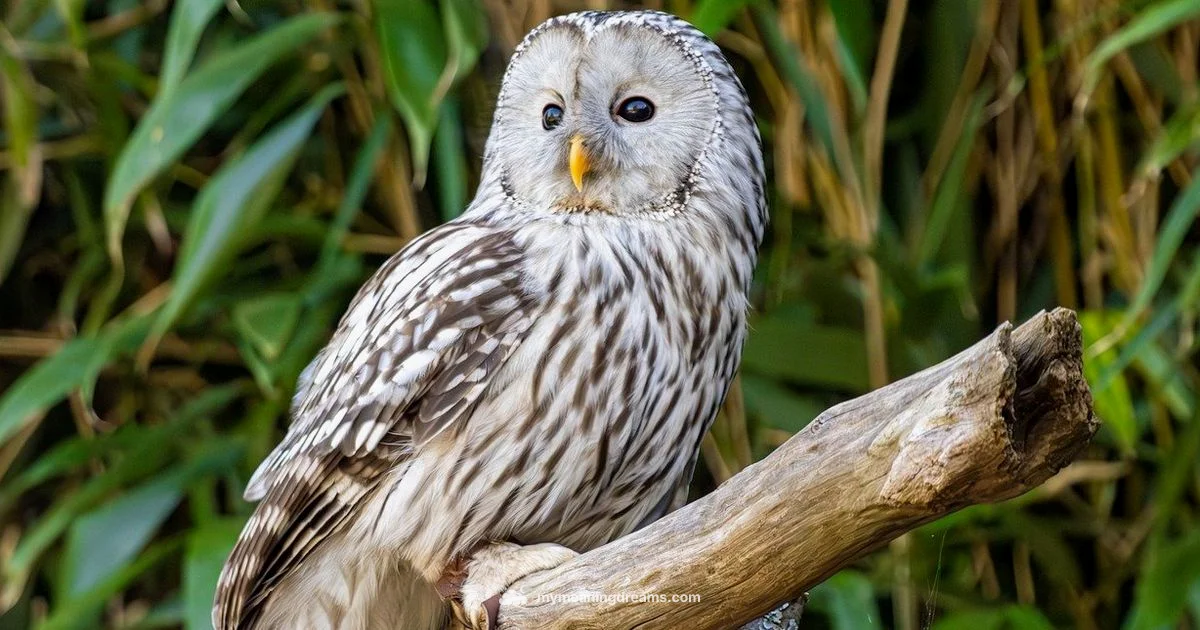 Owl Dream Meaning - Meaning of My Dreams