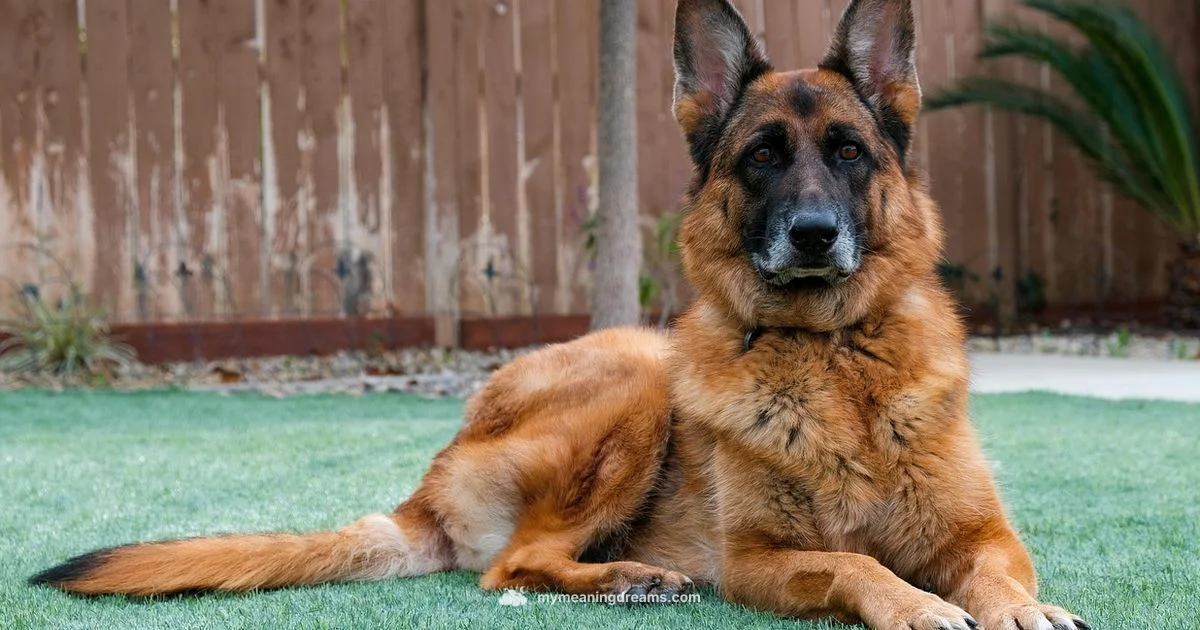 Biblical Dog Dream Meaning - Meaning of My Dreams