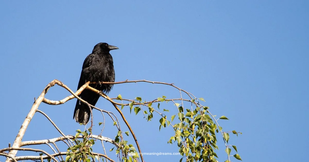 Crow Dream Meaning - Meaning of My Dreams
