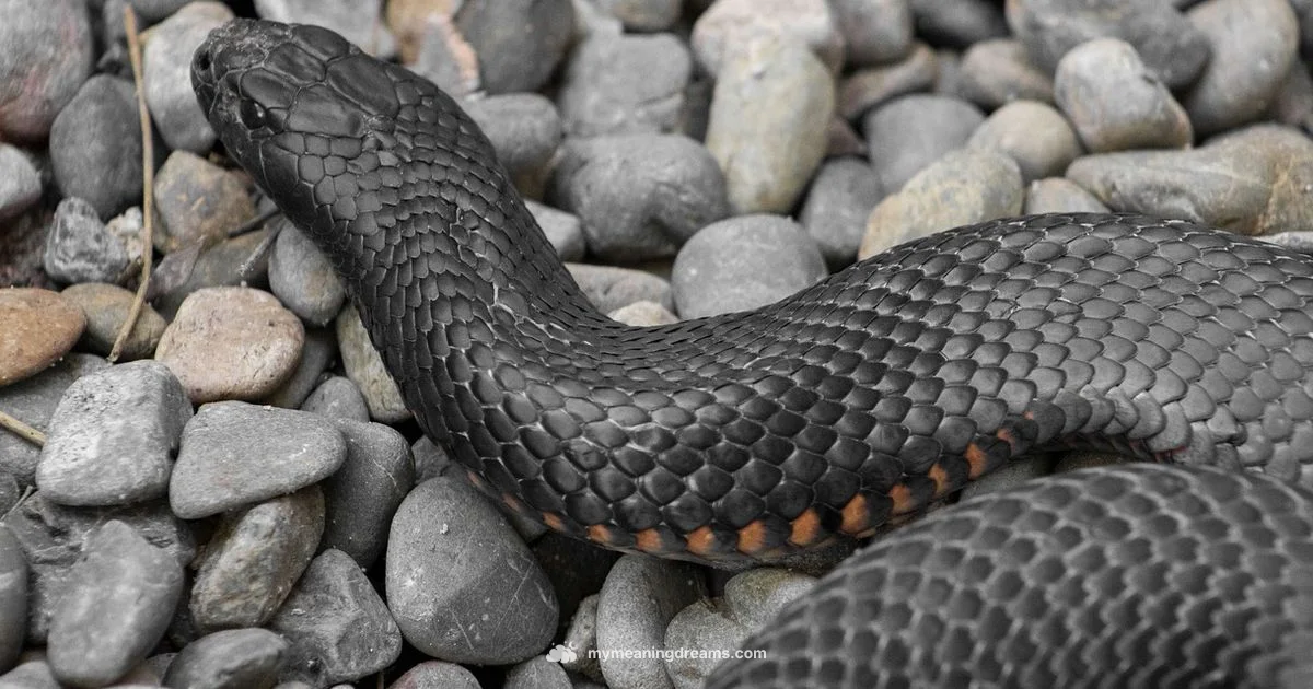 Red Snake Dream - Meaning of My Dreams