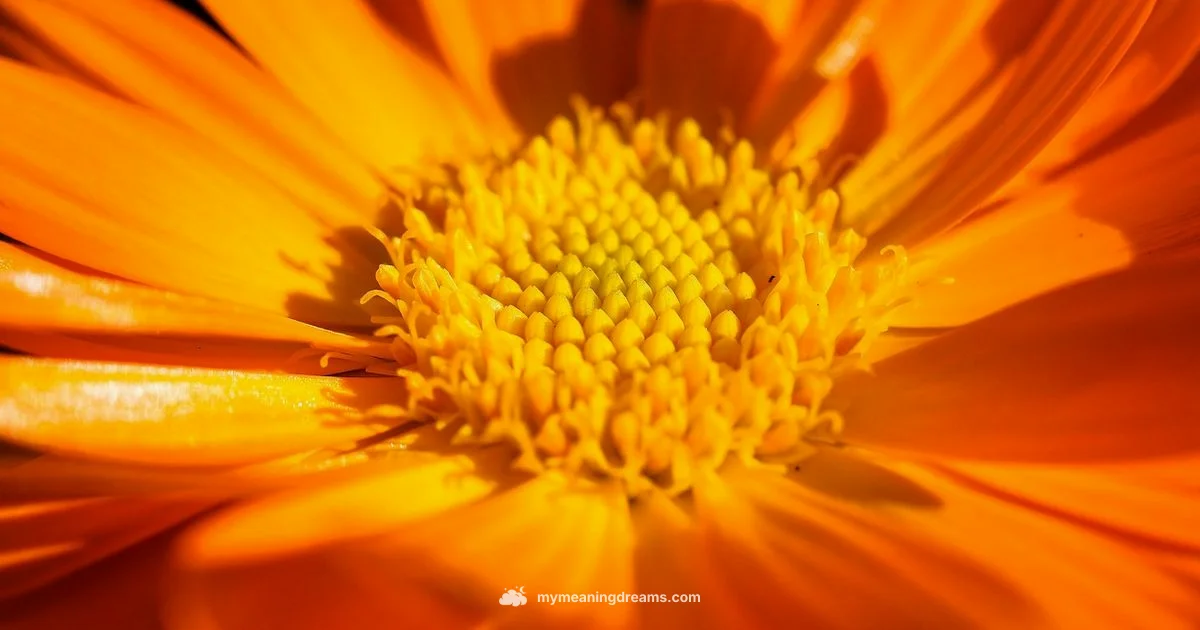 Orange Dream Meaning - Meaning of My Dreams