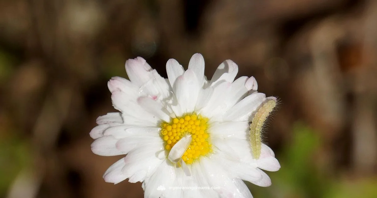 Dream Symbol: White Maggots - Meaning of My Dreams