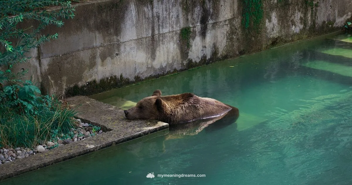 Bear at Home - Meaning of My Dreams