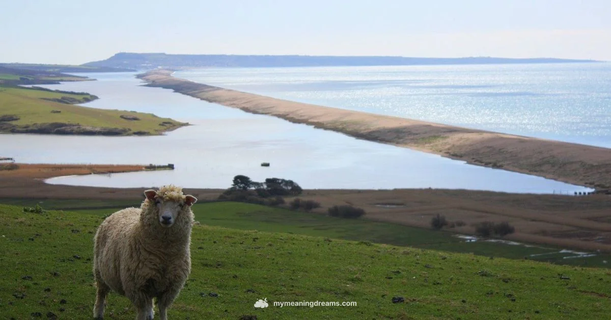 Sheep Dream Meaning - Meaning of My Dreams