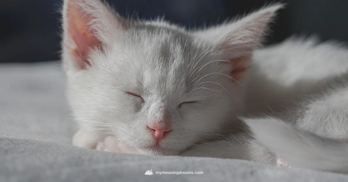 Pregnant Cat Dream - Meaning of My Dreams