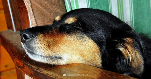 Dog Dream Insights - Meaning of My Dreams
