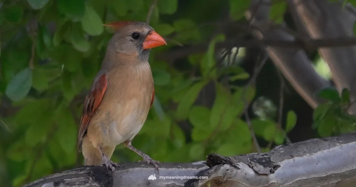 Cardinal Dream Meaning - Meaning of My Dreams